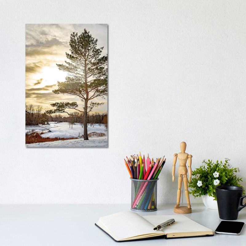 Pine Covered By Light by Nik Rave - Wrapped Canvas Print, 20.32 cm H x 30.48 cm W