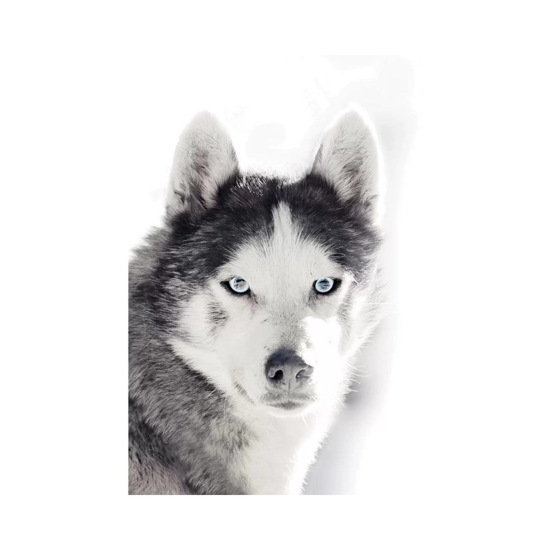 Husky Portrait by Monika Strigel - Wrapped Canvas Print, 20.32 cm H x 30.48 cm W