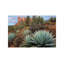 Agave And Coffee Pot Rock Near Sedona, Arizona by Tim Fitzharris - Wrapped Canvas Print-1437880419