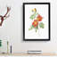 Austrian Briar Rose by Pierre-Joseph Redoute - Single Picture Frame Painting-55456916-55456917
