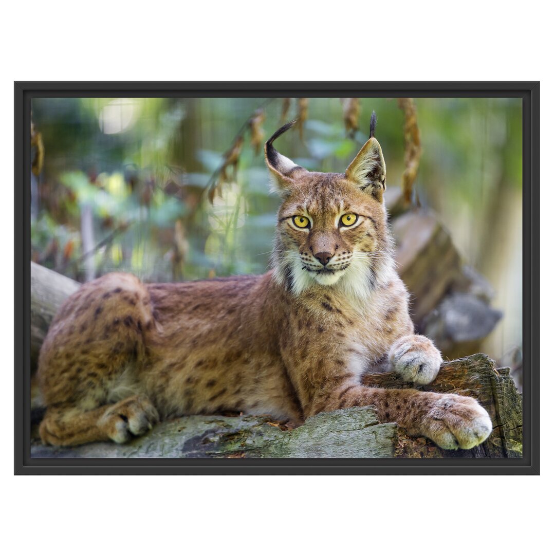 Gerahmtes Wandbild aufmerksamer Luchs