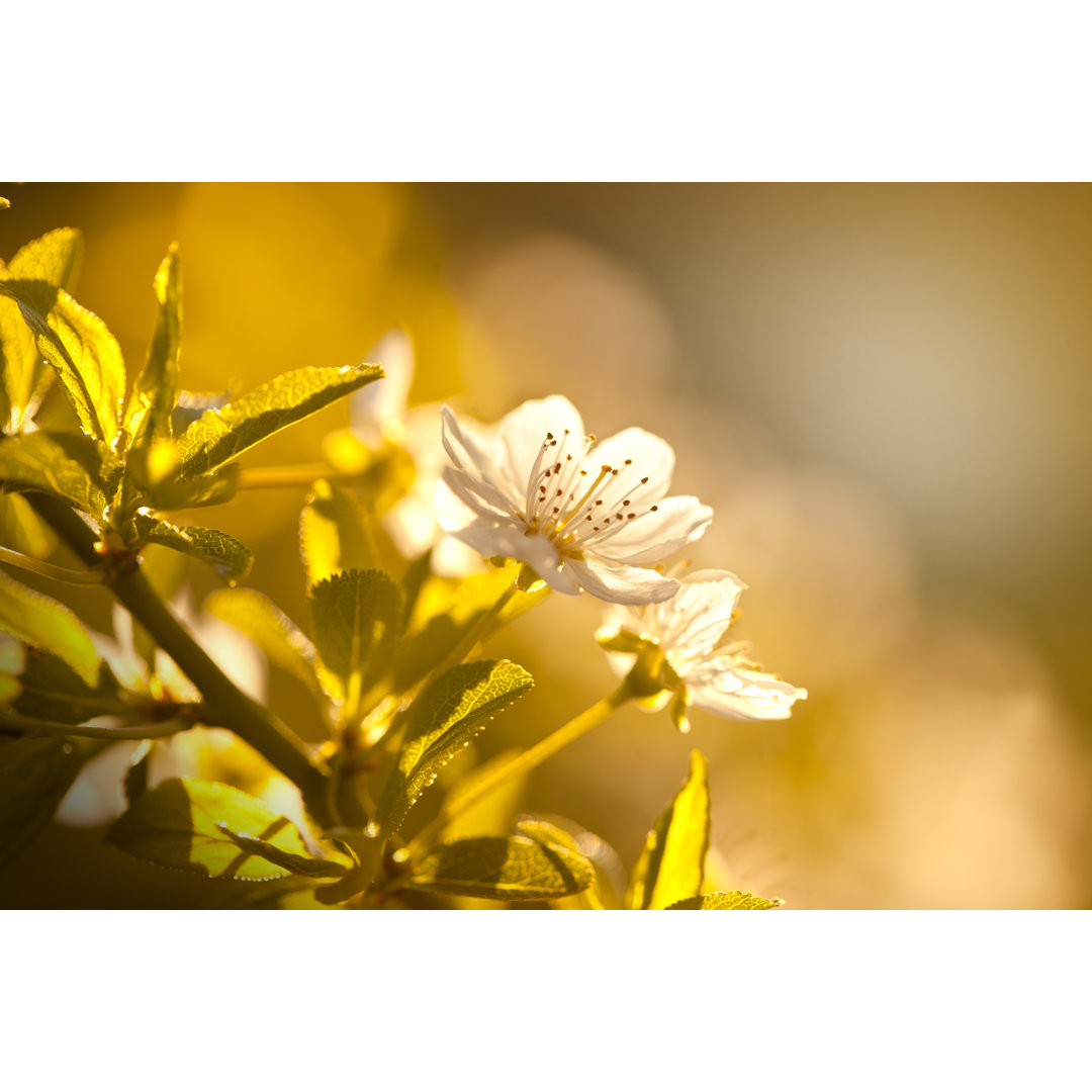 Kirschblüte im Frühling