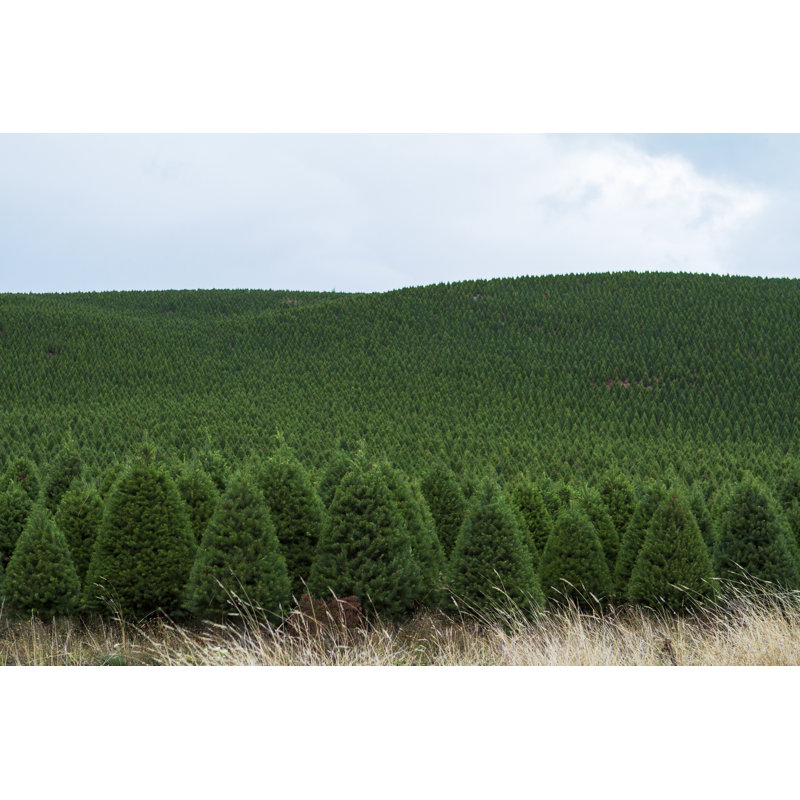 Christmas Trees - Wrapped Canvas Print, 81cm H x 122cm W x 3.8cm D