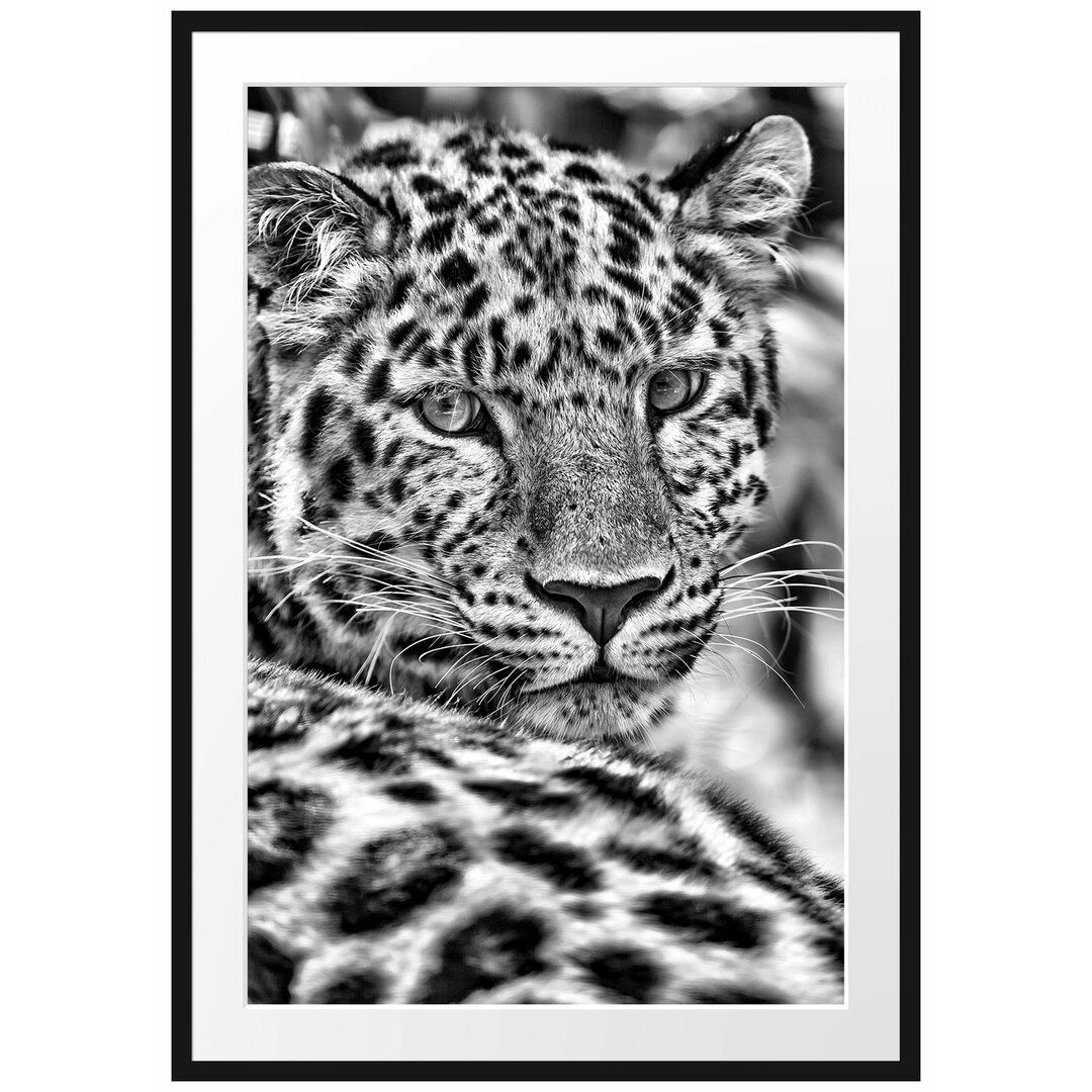 Gerahmtes Poster Aufmerksamer Leopard im Schatten