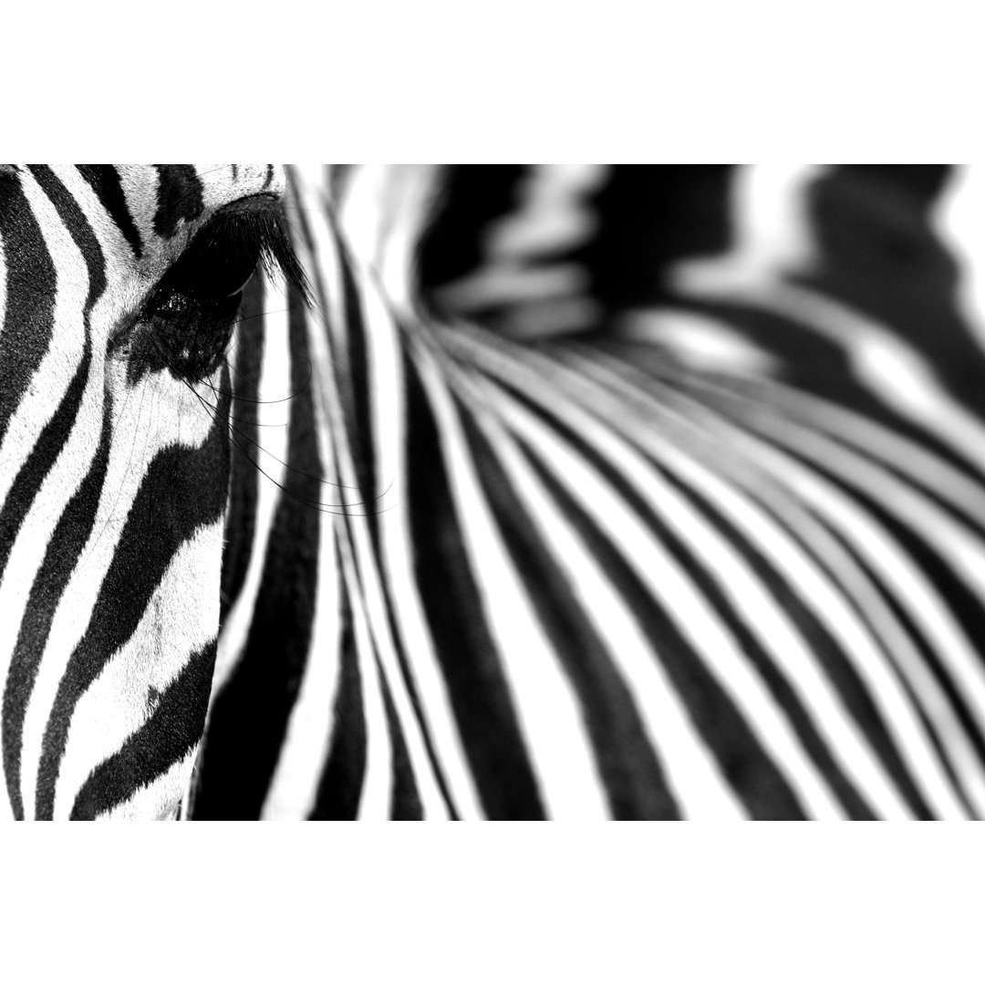 Zebra von Vito_Elefante - Druck