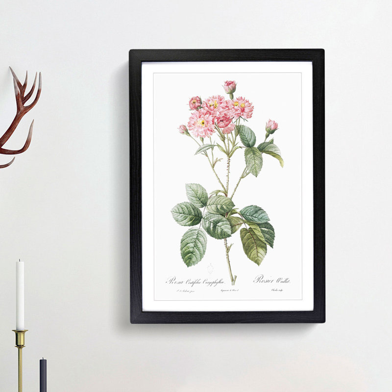 Cabbage Rose in Pink by Pierre-Joseph Redoute - Picture Frame Art Print, 48cm H x 36cm W x 2cm D, Black Framed