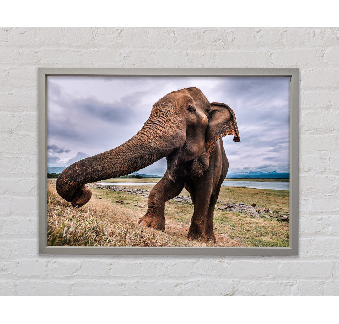 Elephant Coming Up Close - Einzelner Bilderrahmen Kunstdrucke auf Leinwand