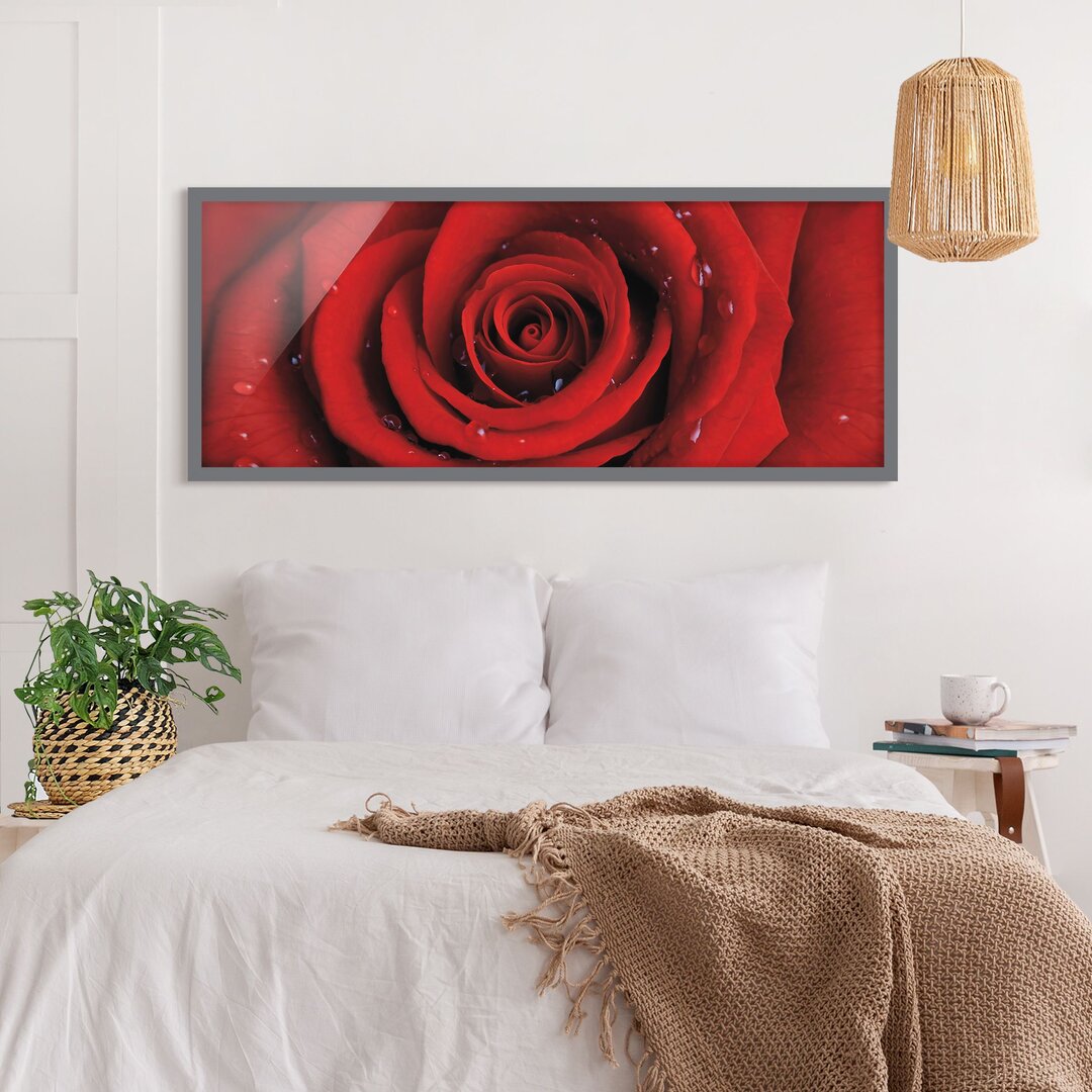 Gerahmtes Poster Rote Rose mit Wasser-Tropfen