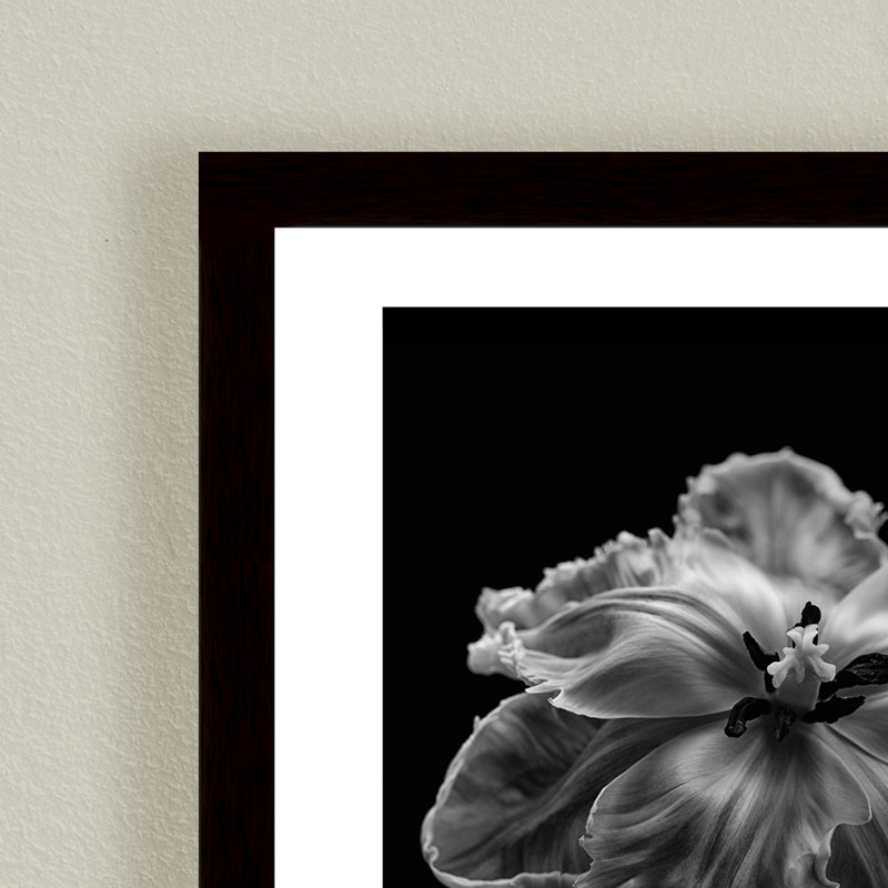 Nature Inspired Parrot Tulip by  - Picture Frame Photograph on Paper, 24" H x 24" W