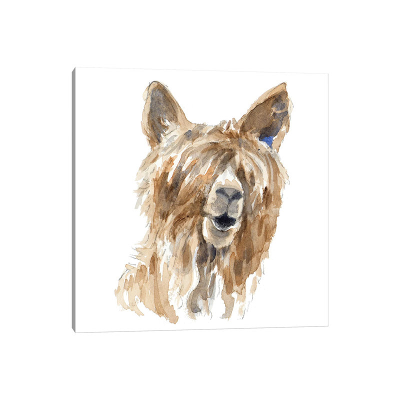 Shaggy Llama by Lanie Loreth - Wrapped Canvas Painting, 30.48 cm H x 30.48 cm W