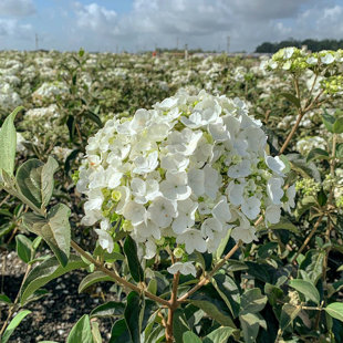 2.5 Gal. Chinese Snowball Viburnum - Decidious Shrub with Large Hydrangea-like Blooms