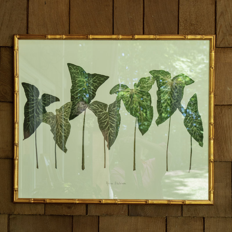 Arum Italicum Garden Print by Sandy Whitaker, 21.25" H x 25.25" W