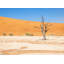 Namibian Skeleton Trees X Print by Richard Silver-65039787