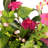 Hydrangea Hanging Basket Arrangement in Basket