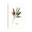 Wild Sage by Asia Jensen - Wrapped Canvas Painting-780646243