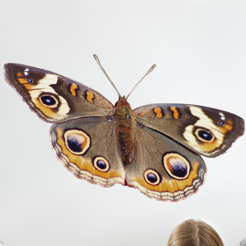 Adhésif décoratif papillon III, H 14,5 po x l 24 po