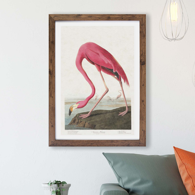 Pink Flamingo by John Audubon - Single Picture Frame Painting, Walnut, 45cm H x 63cm W x 2cm D