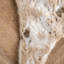 Shaped Sari Animal Print Area Rug-1712780336