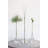 Macedo Glass Bud Vase