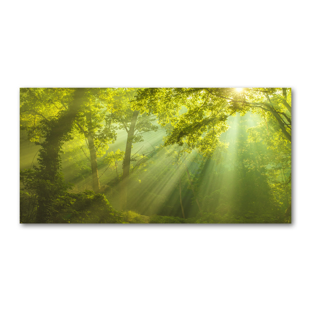 Wald in der Sonne - Kunstdrucke auf Leinwand - Wrapped Canvas