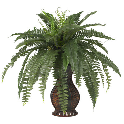 Boston Fern - Size:28 Inch
