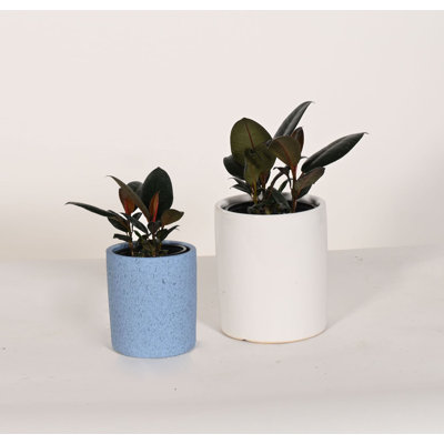 Upshining Live Foliage Plant in Ceramic Pot