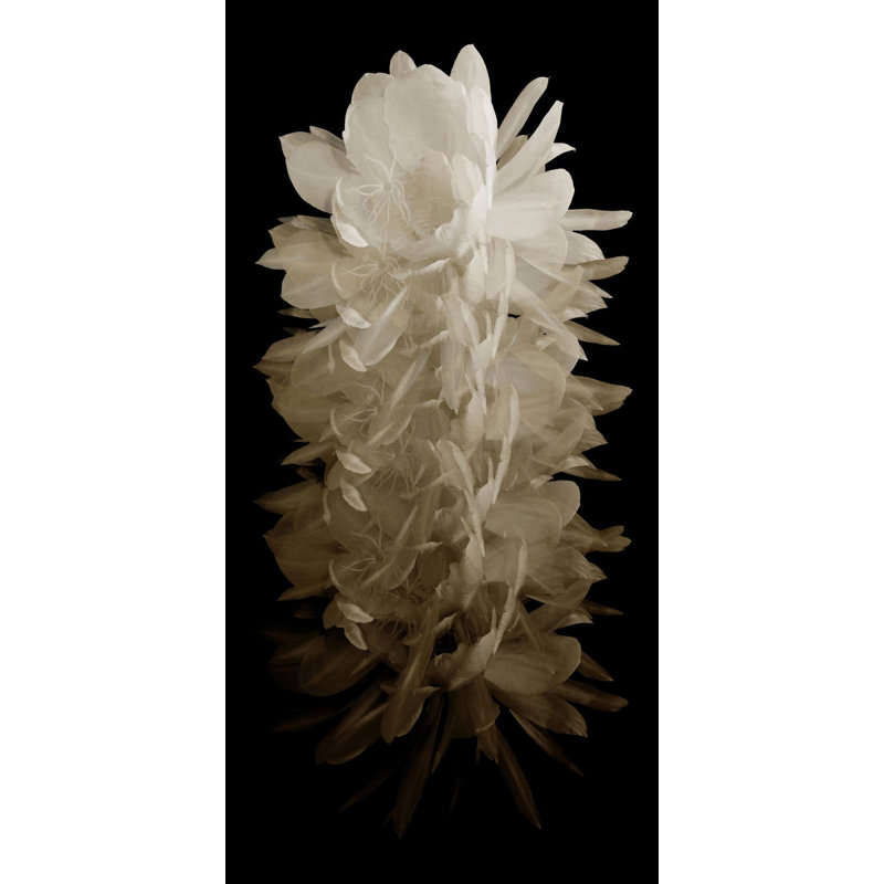 Cereus 1
