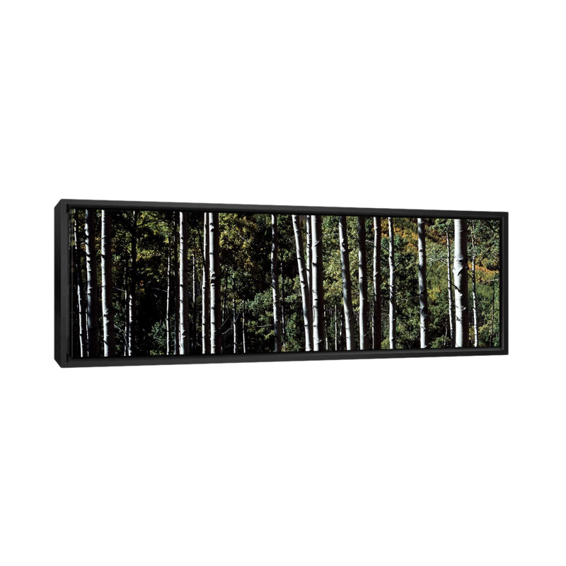 « panoramique white aspen tree malls », reproduction de photo sur toile tendue, H 16 po x l 48 po x P 1,5 po