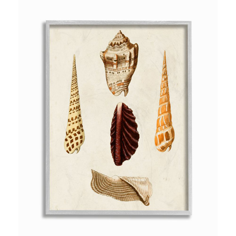 Coquillage rond antique à motif brun chaud rétro par GW Knorr - impression d'art graphique, H 20 po x l 16 po