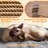 Siegfried Multi-Level Cat Tree-1723425974