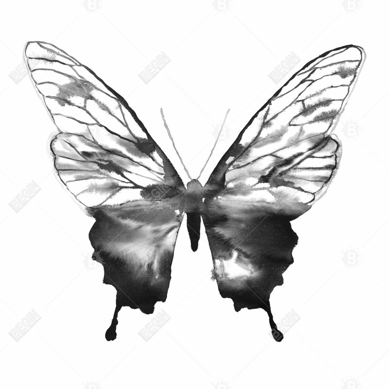 " Black Butterfly Sketch "