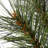3' Pre-Lit Pine Tree