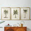 3 pièces de l'UA CH - British Palms I-1939223522-1939223523