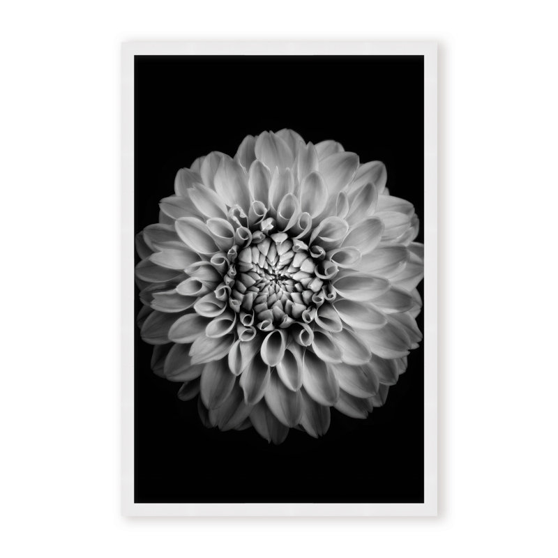 Nature Inspired Marigold by  - Picture Frame Photograph on Paper, 24" H x 16" W x 1.125" D, Black, Framed Matted Print