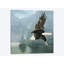 « flying eagle », impression sur toile-29479760-73579760-73579755