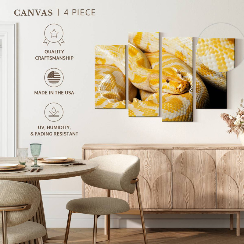Albino Burmese Python, 27" H x 43" W