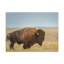 No Frame Print on Canvas-1545898474