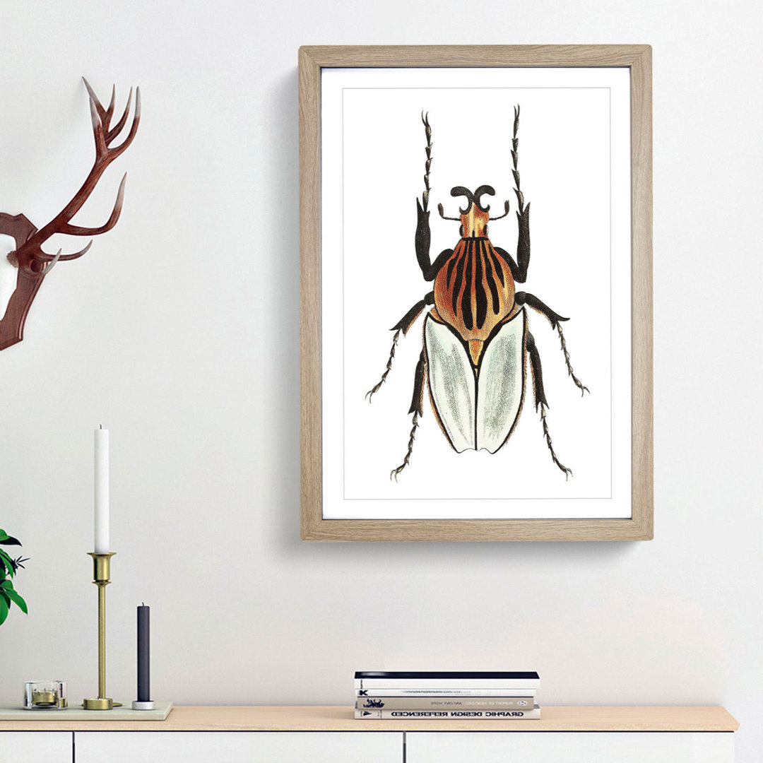Cacique Beetle by George Shaw - Framed Print