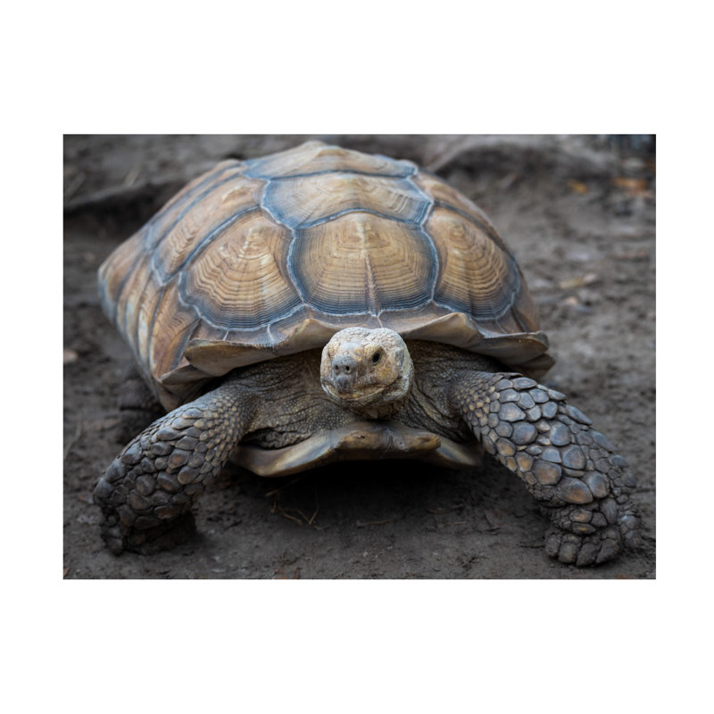 «Robert Aldabra Tortoise» par Robert Michaud, H 14 po x l 19 po x P 2 po