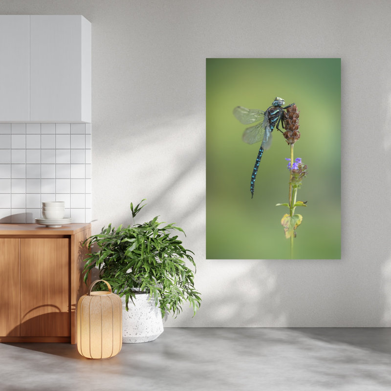 Blue Dragonfly Perched Colorful Delicate Contemporary Dragonfly Flower Nature Wall Art Print by Fabrizio Daminelli - Print