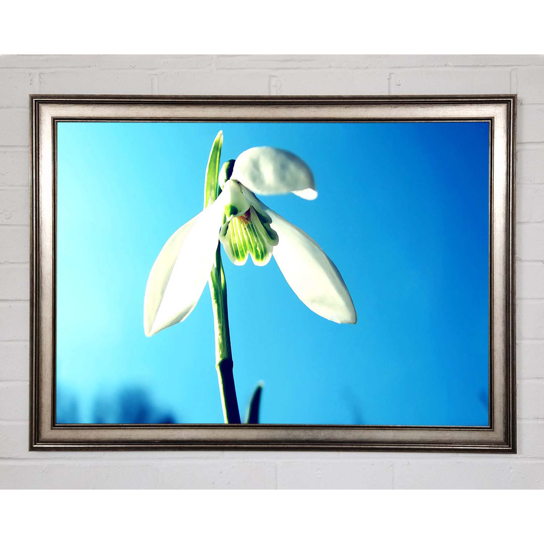 Gerahmtes Wandbild Snowdrop Spring