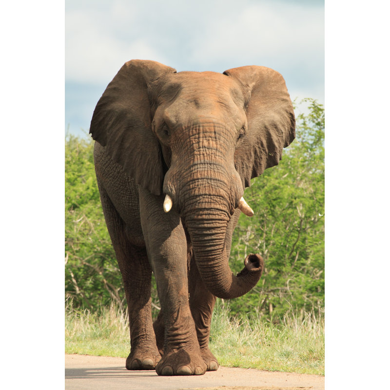 African Elephant by VicZA - Wrapped Canvas Print, 46cm H x 30cm W x 3.8cm D
