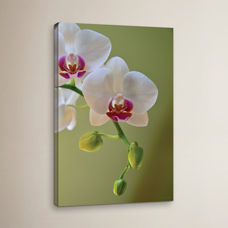 « délicat orchidée », reproduction de photo sur toile tendue, H 18 po x l 12 po x P 2 po