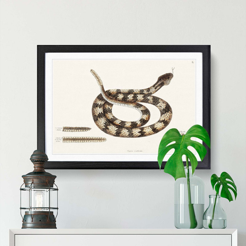 Rattlesnake by Mark Catesby - Picture Frame Painting Print, Black Framed, 36cm H x 48cm W x 2cm D
