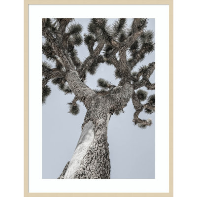 Daisey "Joshua" Print by Shot by Clint