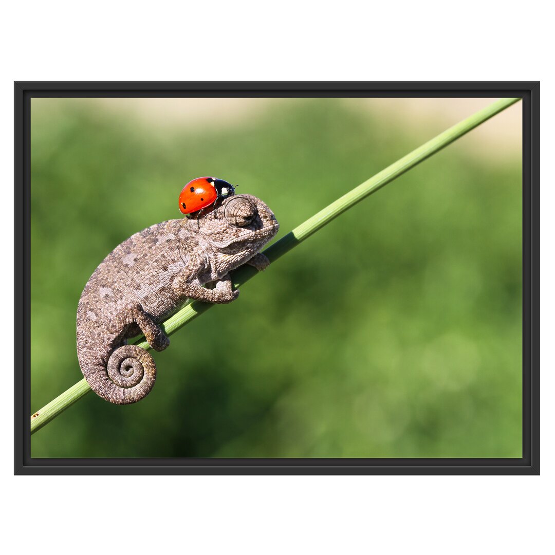 Gerahmtes Wandbild Süßer Gecko mit einem Marienkäfer