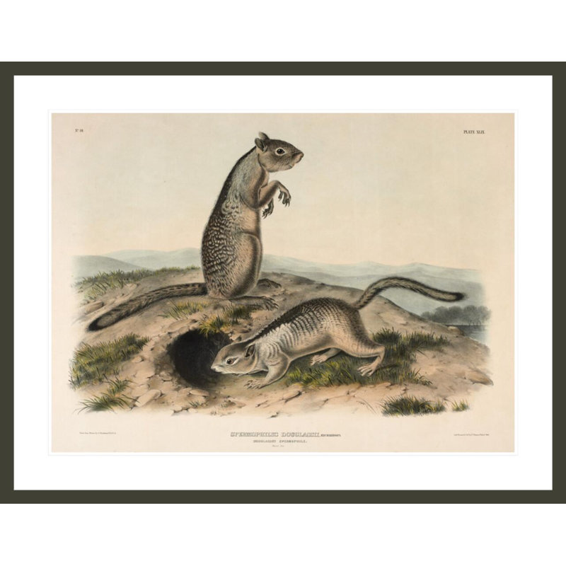 «Spermophile (Spermophillus douglassii)» par John James Audubon, H 32,43 po x l 41,5 po