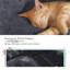59cm Cat Tree-914196955