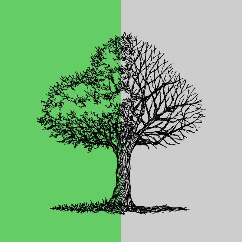 Tree - Wrapped Canvas Print, 76cm H x 76cm W x 3.8cm D