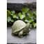 Tortoise Garden Statue-24477926